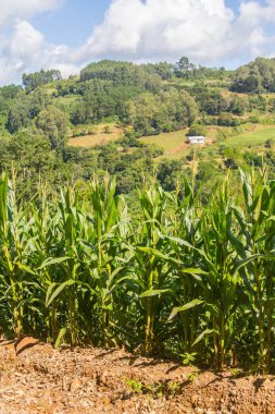 Çiftlik Vadisi ve Nova Petropolis dağlarda