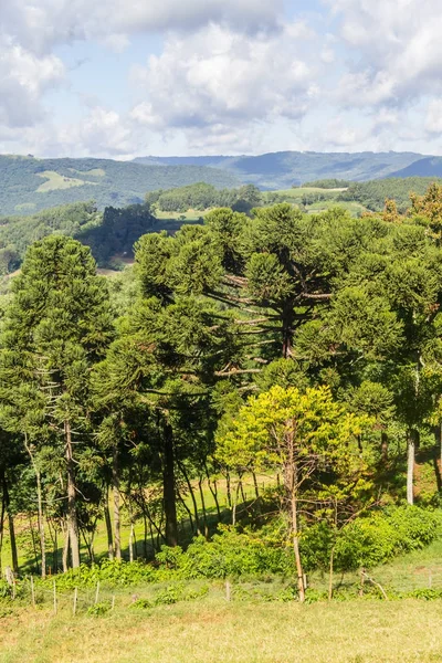 Vadi ve Nova Petropolis dağlarda