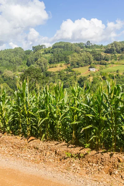 Çiftlik Vadisi ve Nova Petropolis dağlarda
