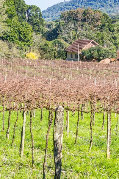 Casa rural y viñedo en Gramado —  Fotos de Stock