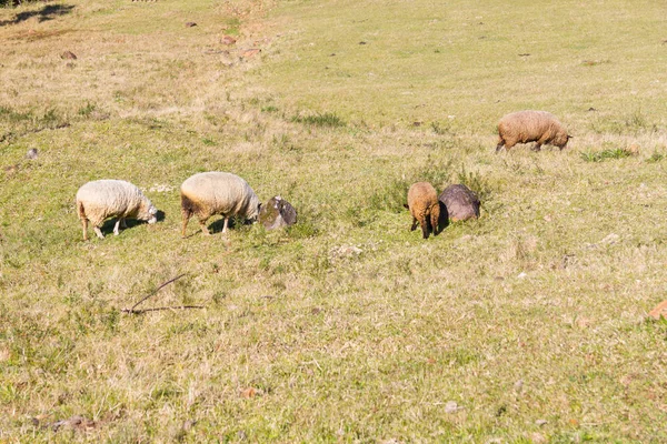 Sheeps in Farm in Gramado — Stok Foto