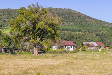 Koyun çiftlik alanında ve ormanda Gramado