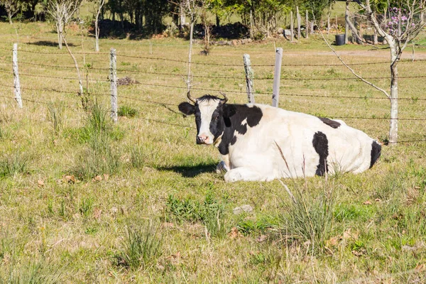 Vaca no campo da fazenda em Gramado — Fotografia de Stock