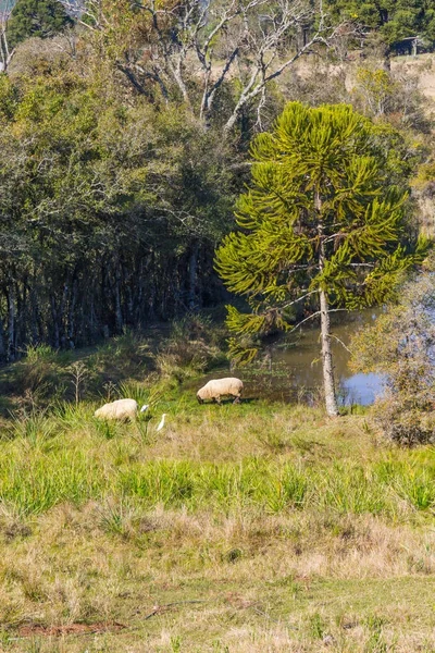 Sheeps in the lake in Gramado — Stok Foto