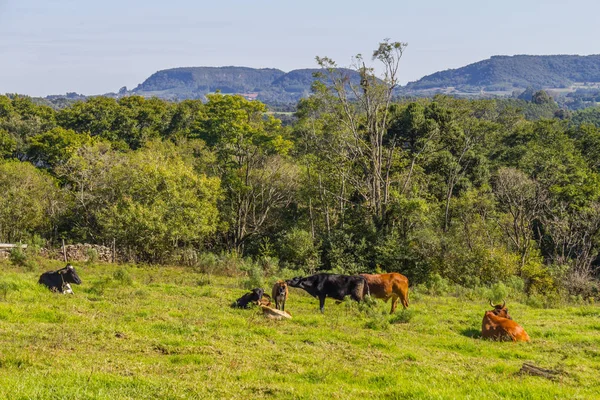 Vacas en campo agrícola, Bosque y montañas en Gramado — Foto de Stock