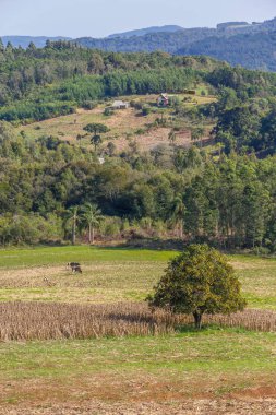 İnek, orman ve plantasyon içinde Gramado