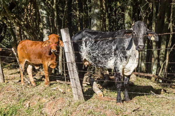 Vacas em uma floresta em Gramado — Fotografia de Stock