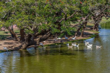 Göl ve ördekler Bosques de Palermo Park 