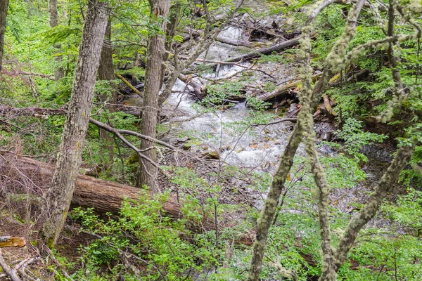 Stream in Ushuaia Forest — Stockfoto