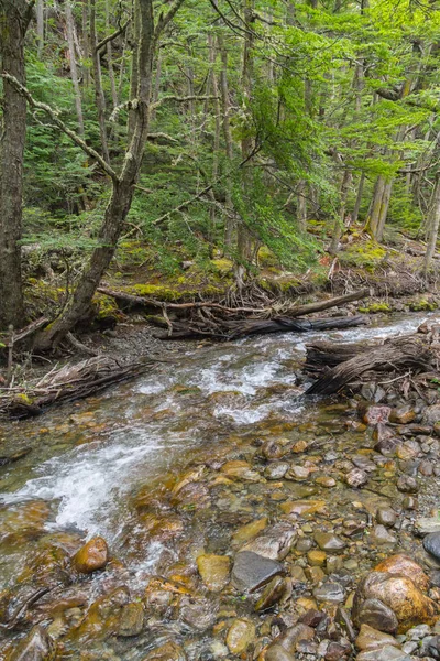 Arroyo en el bosque de Ushuaia —  Fotos de Stock