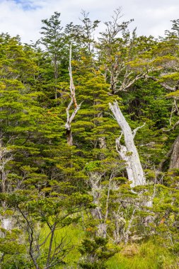 Sahil yolu, Tierra del Fuego Milli Park ormanda