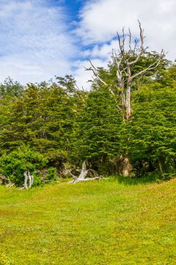 Sahil yolu, Tierra del Fuego Milli Park ormanda