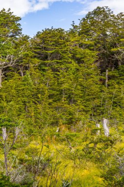 Sahil yolu, Tierra del Fuego Milli Park ormanda