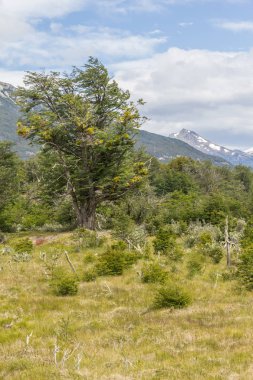 Kar dağ orman sahil yolu, Tierra del Fuego Ulusal P