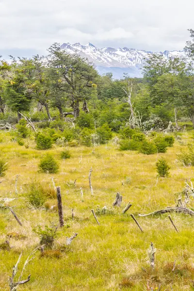 Sahil yolu, Tierra del Fuego Milli Park ormanda — Stok fotoğraf