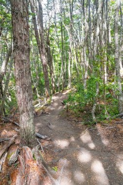 Sahil yolu, Tierra del Fuego Milli Park ormanda