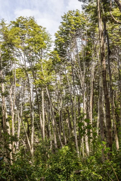 Лес в Прибрежной Тропе, Национальный парк "Огненная Земля" — стоковое фото