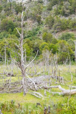 Kuru ağaç ve orman, Tierra del Fuego Milli Parkı