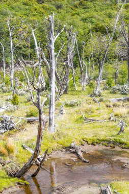 Kuru ağaçlar ve akış, Tierra del Fuego Milli Parkı