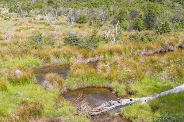 Suché stromy a stream, národní Park Tierra del Fuego — Stock fotografie