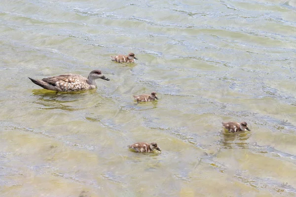 Anatra di famiglia nel fiume Lapataia, Parco Nazionale della Terra del Fuoco — Foto Stock