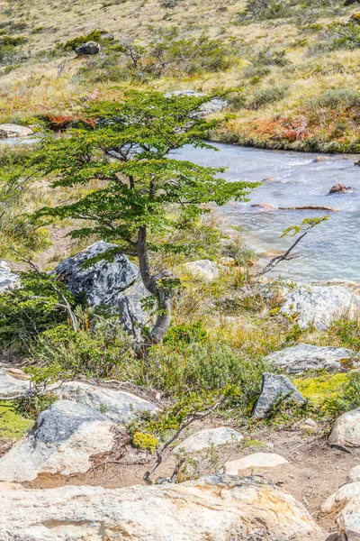 Sentier Laguna Esmeralda avec petit arbre et ruisseau — Photo