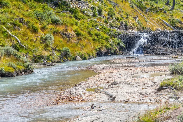 Represas de castor en Laguna Esmeralda sendero — Foto de Stock