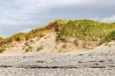 Bertra sahilinde kum tepeleri ve bitki örtüsü