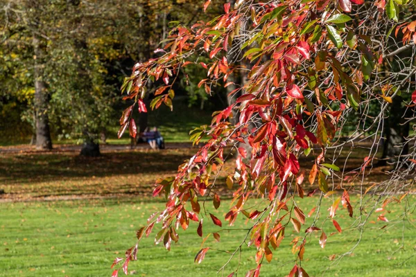 Spaziergang Rund Das Dorf Bade Baden Baden Baden Deutschland — Stockfoto