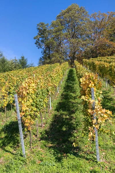 Flodpromenad Runt Byn Bade Baden Baden Baden Tyskland — Stockfoto