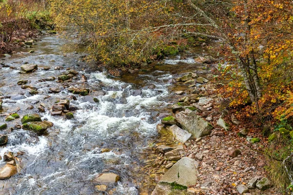 Flod Och Stig Med Höstlöv Schwarzwald Tyskland — Stockfoto