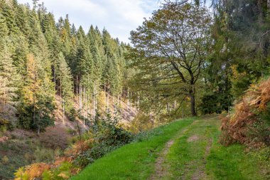 Almanya 'nın Forbach köyü etrafındaki Kara Orman' da Çam ağaçlarıyla dolu patika