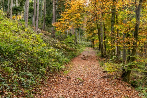 Μονοπάτι Στο Μαύρο Δάσος Γύρω Από Χωριό Forbach Γερμανία — Φωτογραφία Αρχείου