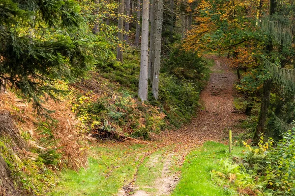 ドイツ フォルバッハ村周辺の黒い森の松の木のトレイル — ストック写真