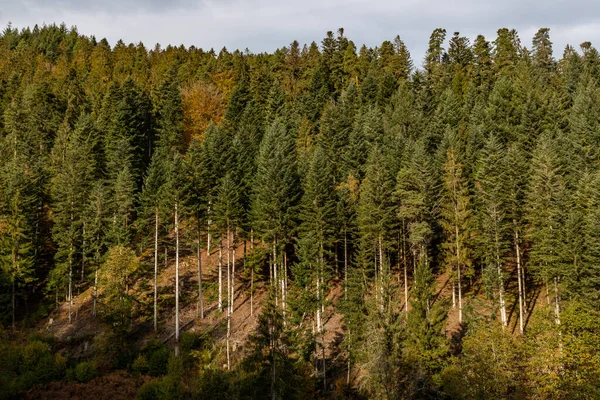 Πεύκα Στο Μαύρο Δάσος Γύρω Από Χωριό Forbach Γερμανία — Φωτογραφία Αρχείου