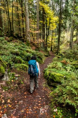 Almanya 'nın Calw köyünde sonbahar yapraklarıyla bir patikada yürüyen bir kadın.