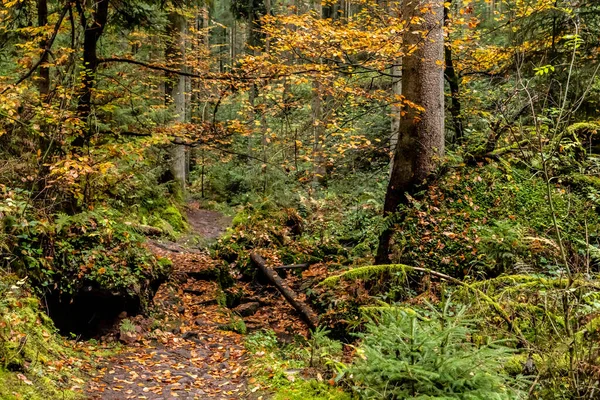 Трасса Осенними Листьями Вокруг Деревни Мбаппе Германия — стоковое фото