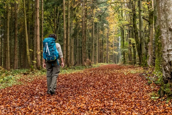 Woman walking in a Trail with autumn leaves around Calw village, Germany