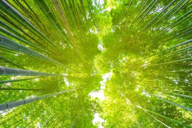 Bambu ormanı Arashiyama, Kyoto, Japonya