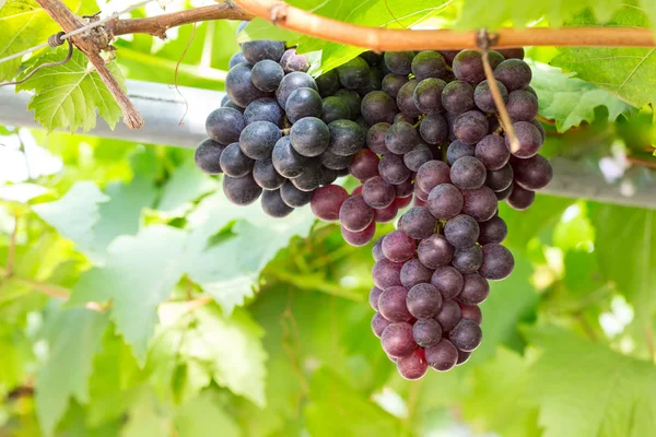 Black Grapes in the vineyard — Stock Photo, Image