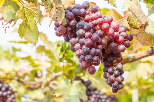 Black Grapes in the vineyard — Stock Photo, Image
