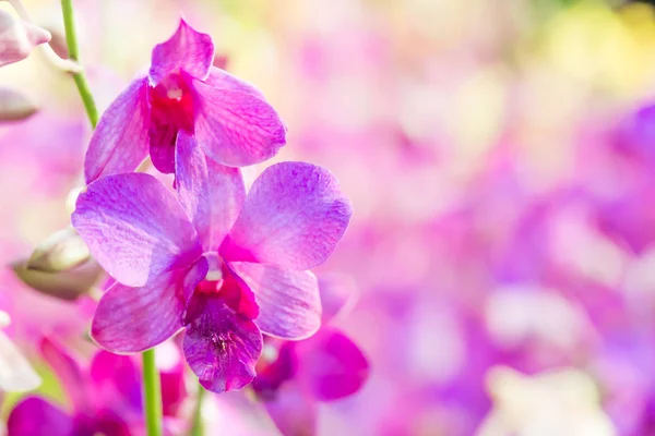 Фиолетовый цветок орхидеи с ярким фоном — стоковое фото