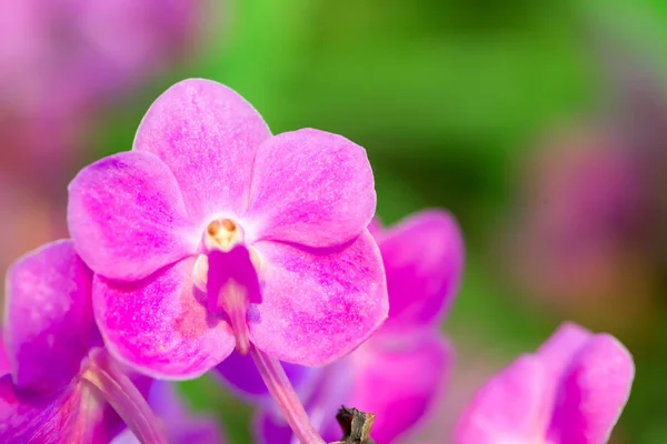 Flor de orquídea roxa com fundo colorido — Fotografia de Stock