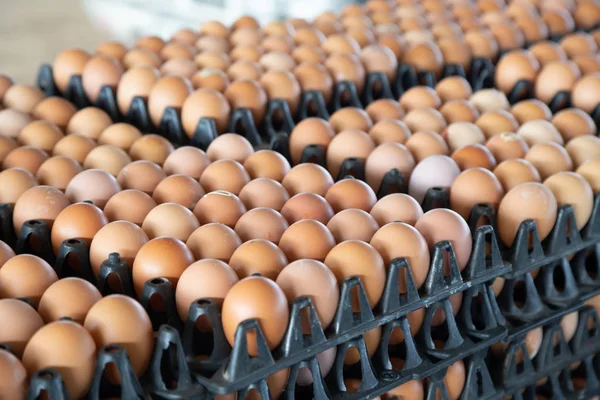 Eiertafeln auf einer Hühnerfarm mit verschwommenem Ei-Hintergrund, Beruf der Bauern in Thailand — Stockfoto