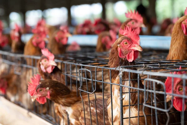 Hühner Der Fabrik Hühner Käfigen Industrieller Bauernhof Thailand Tier Und — Stockfoto