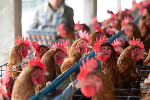 Kip Fabriek Kippen Kooien Industriële Boerderij Thailand Dier Agribusiness Voedselproductie — Stockfoto