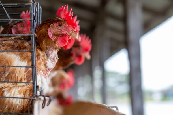 工場で鶏 動物とアグリ ビジネス 食糧生産 産業概念のケージ産業農場で鶏 — ストック写真