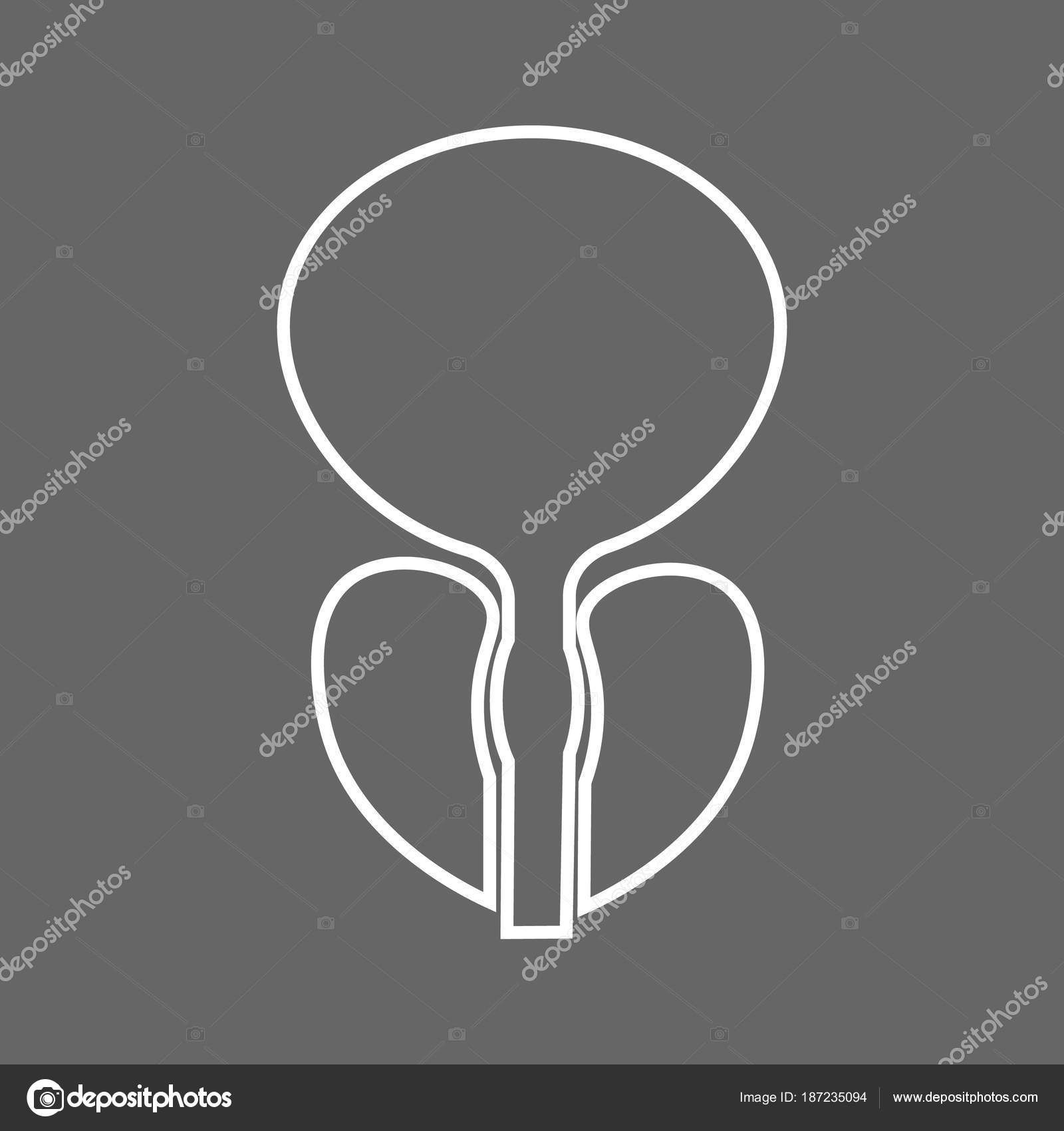anatomia della prostata del mouse anatomia della prostata del mouse