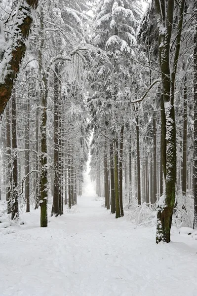 Winter forest road — Stock Photo, Image