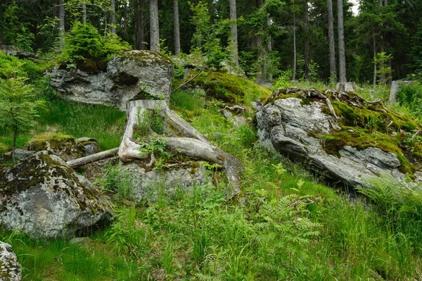 Forêt et roche — Photo